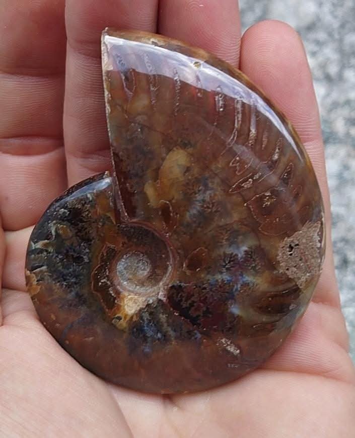 Ammonite fossilisée entière polie.