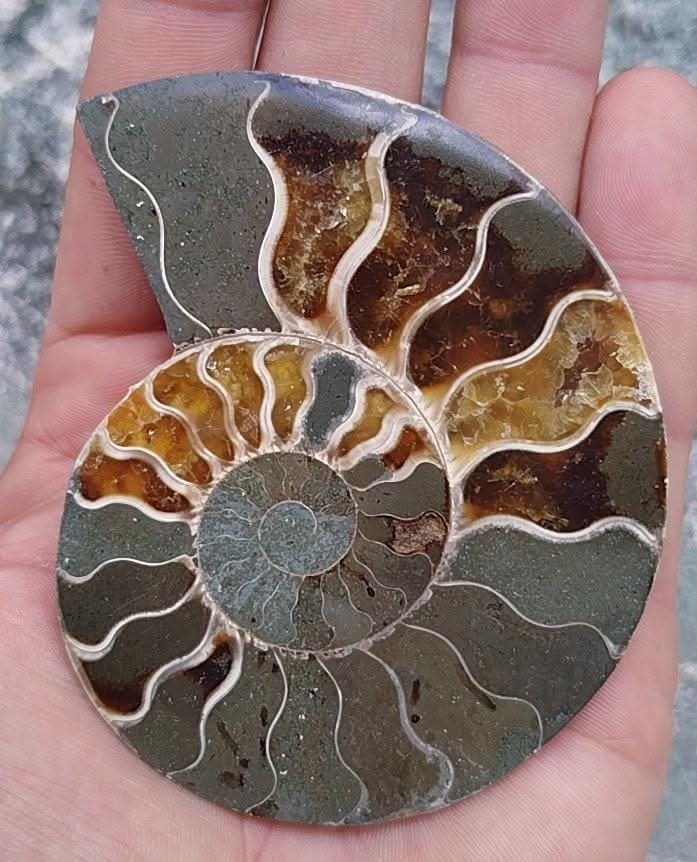 Demi ammonite fossilisée polie.