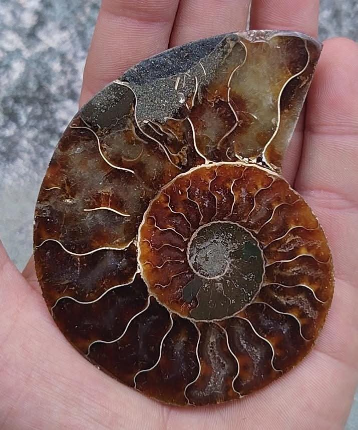 Demi ammonite fossilisée polie.