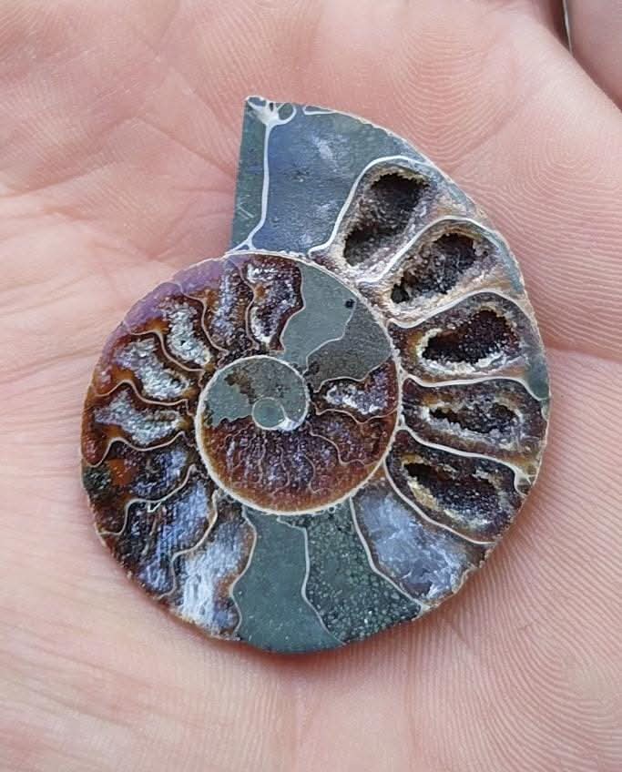 Demi ammonite fossilisée polie.