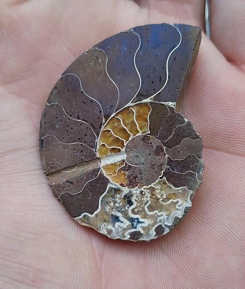 Demi ammonite fossilisée polie.