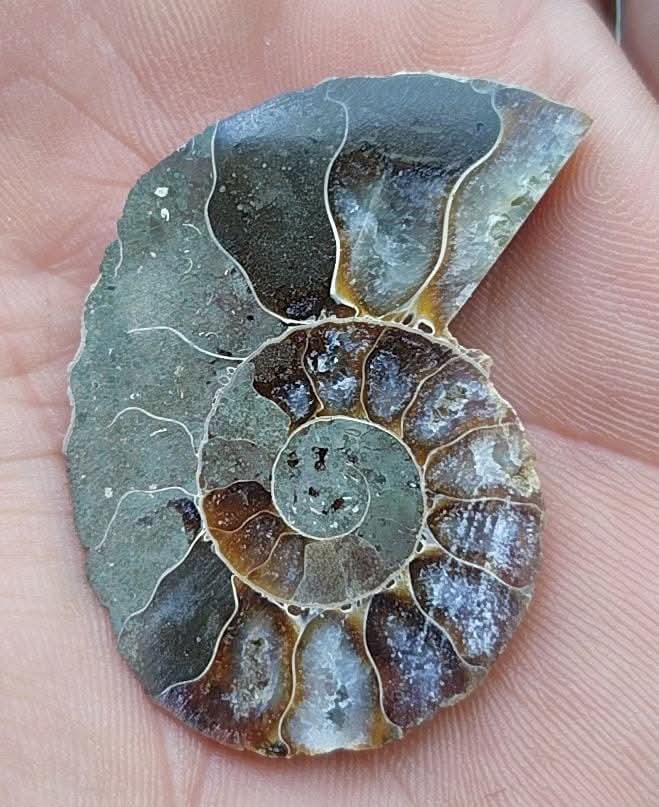 Demi ammonite fossilisée polie.