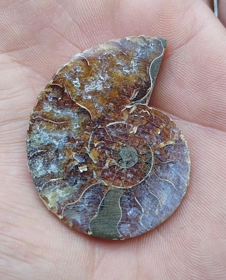 Demi Ammonite fossilisée polie.