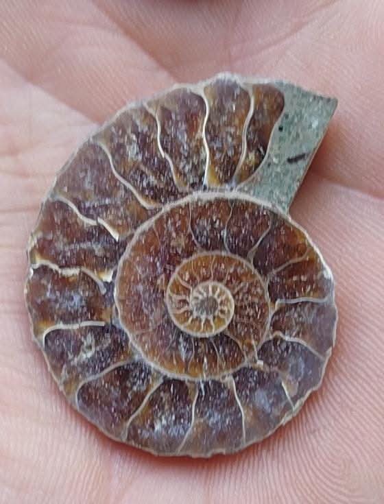 Demi Ammonite fossilisée polie.