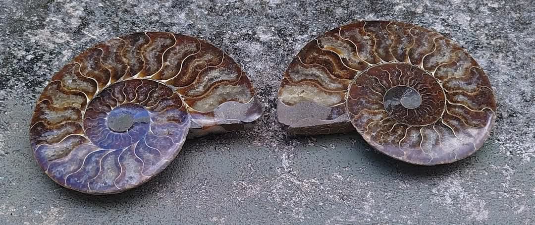 Ammonite fossilisée coupée en deux et polie.