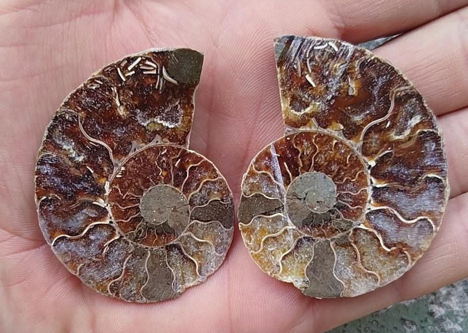 Ammonite fossilisée coupé en deux et polie.