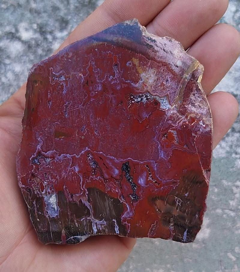 Polished fossilized wood plate.