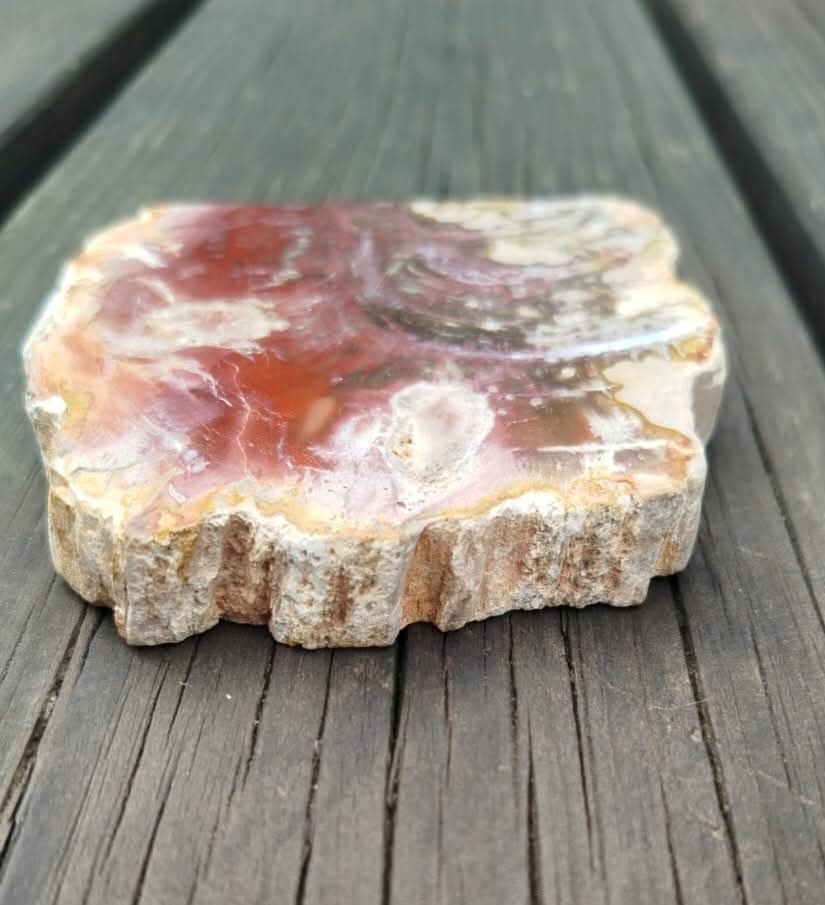 Plaque de bois fossilisé polie.