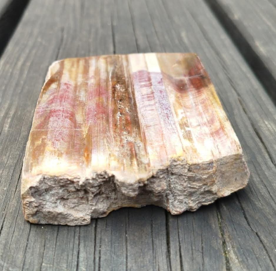 Plaque de bois fossilisé polie.