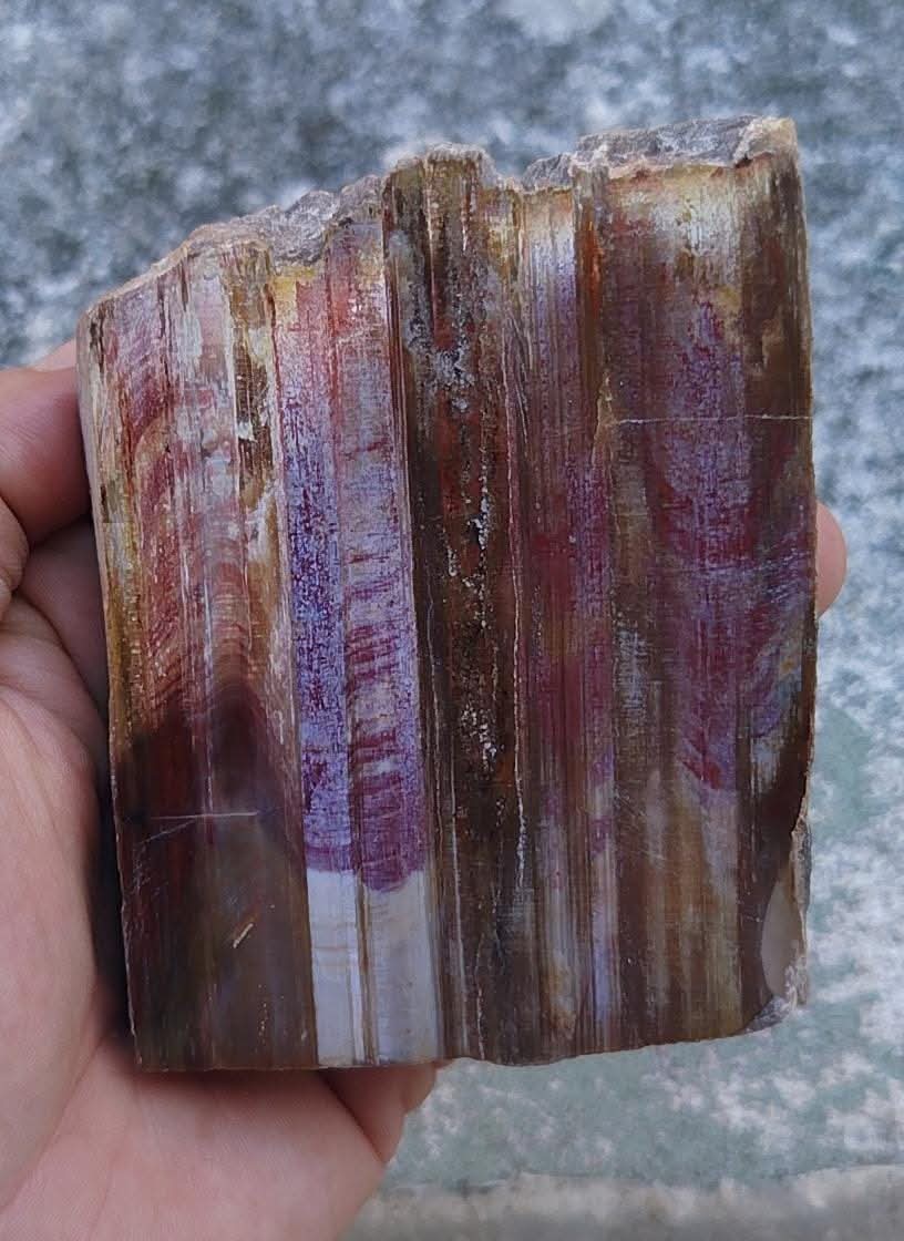Polished fossilized wood plate.