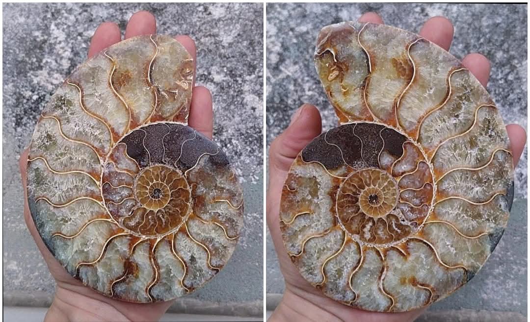 Ammonite fossilisée coupée en deux et polie.