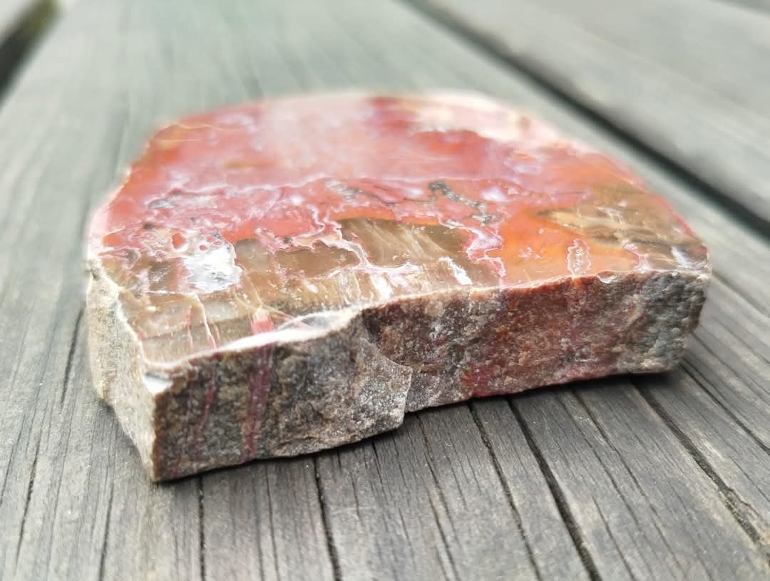 Plaque de bois fossilisé polie.