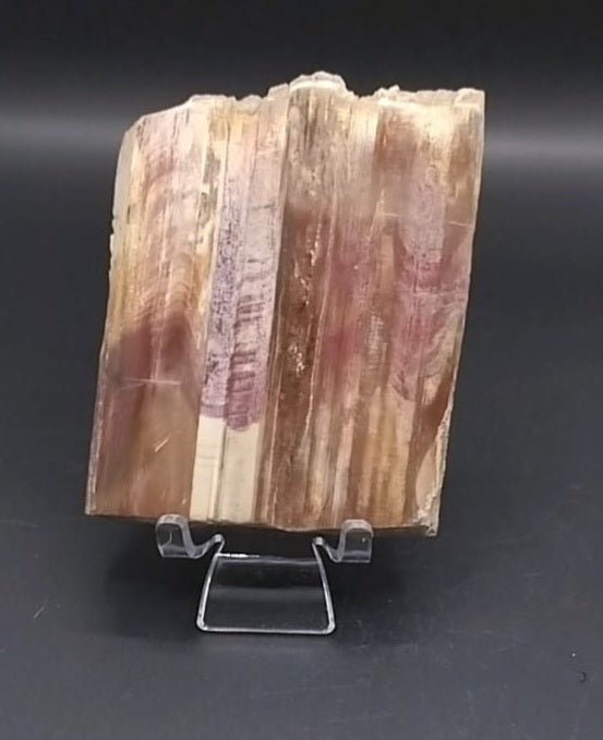Bois Fossilisé