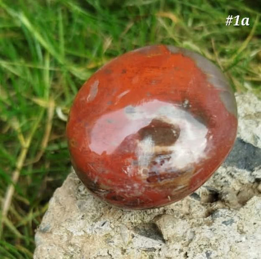 fossilized wood palm stone
