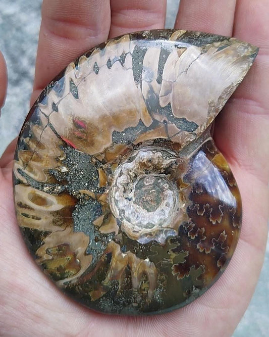 Ammonite fossilisée entière polie.