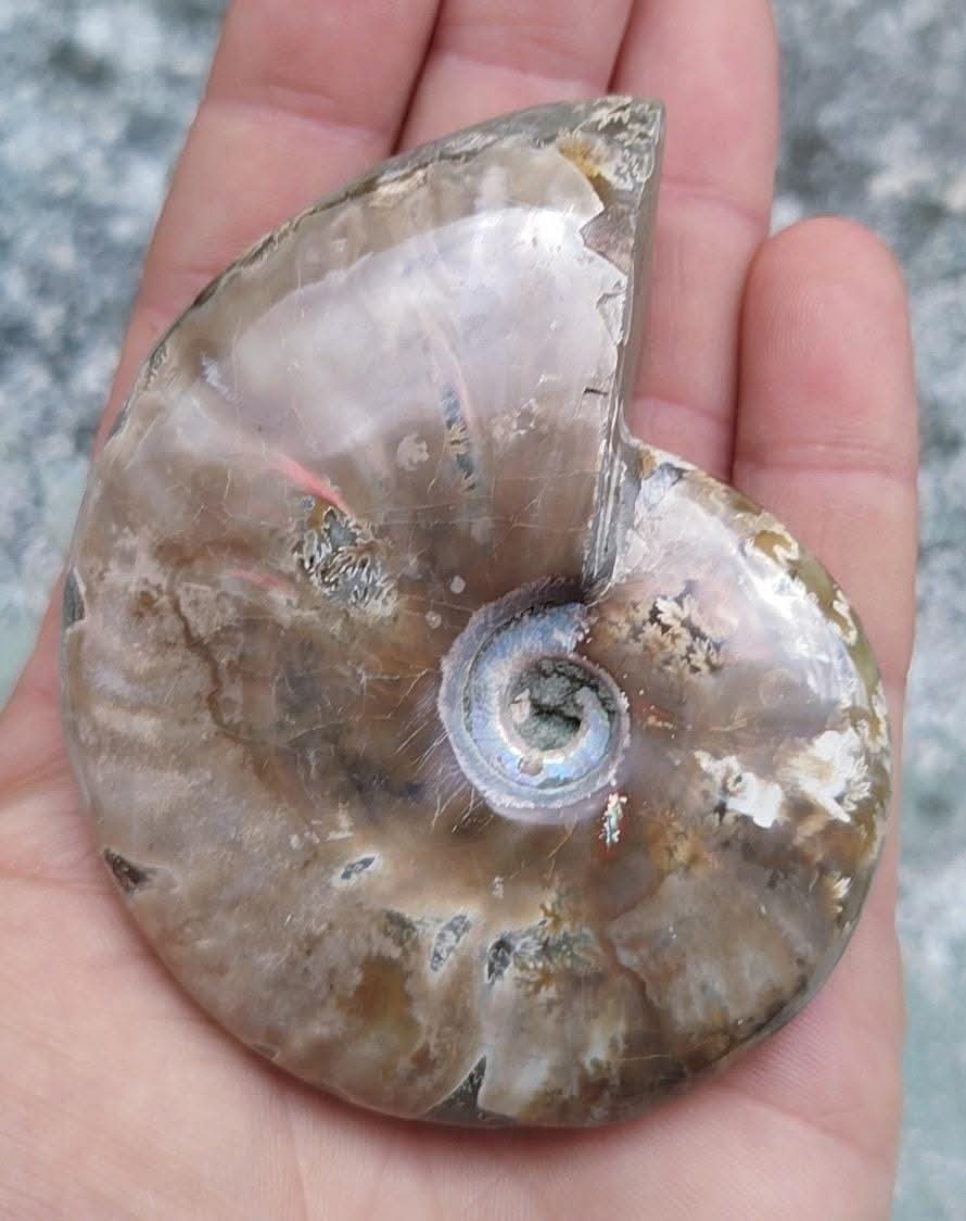 Ammonite fossilisée entière polie.