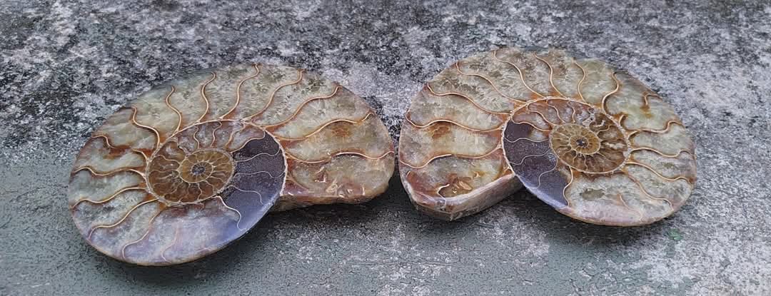 Ammonite fossilisée coupée en deux et polie.