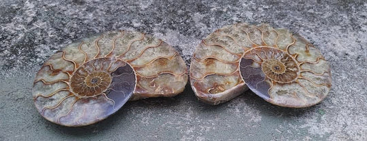 Ammonite fossilisée coupée en deux et polie.