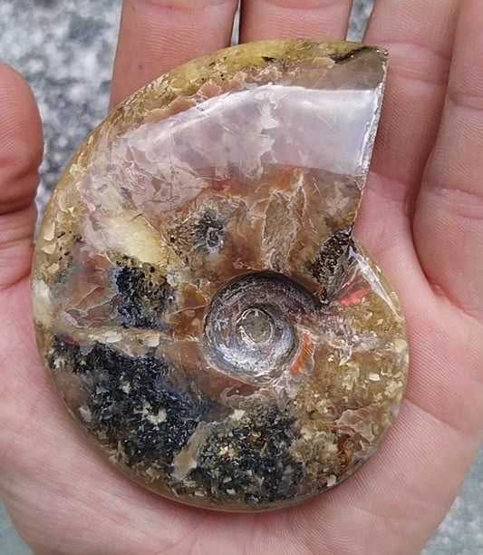 Ammonite fossilisée entière polie.