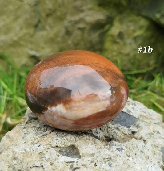 palm stone fossilized wood